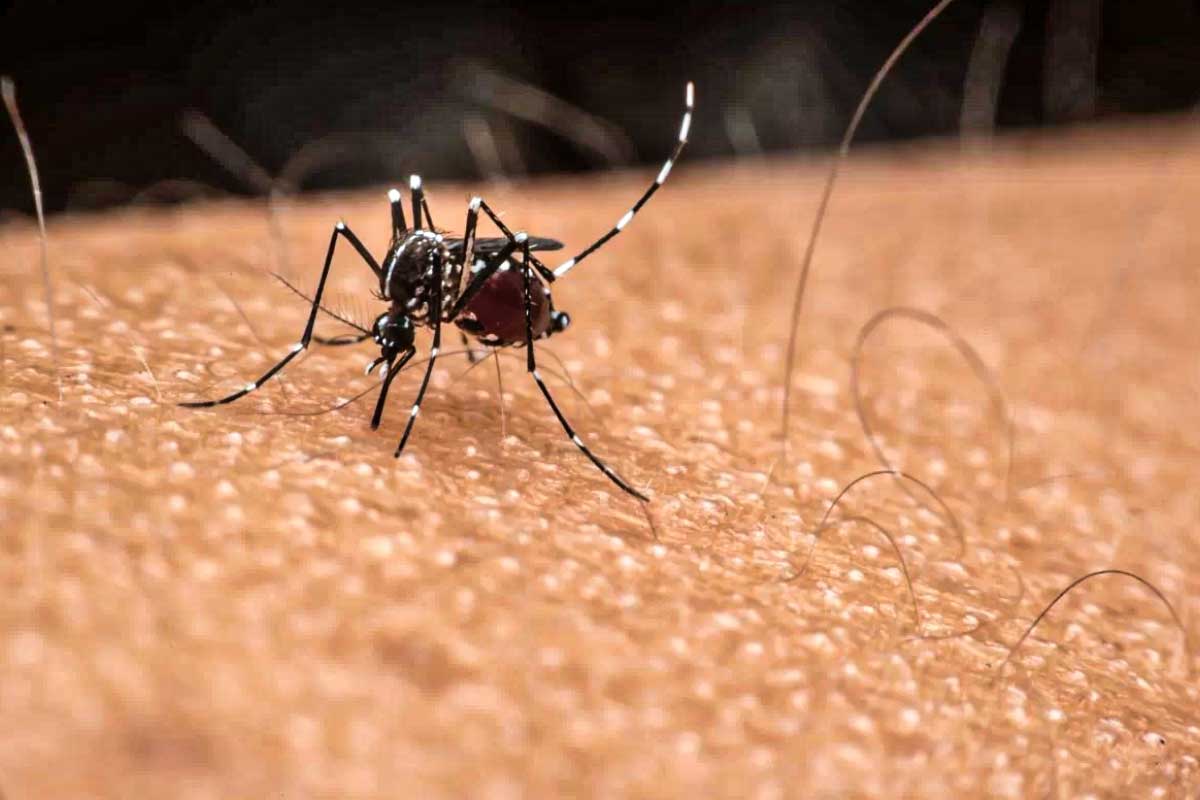 Dengue em Pacientes com Diabetes: Atenção Redobrada, Alerta SBD